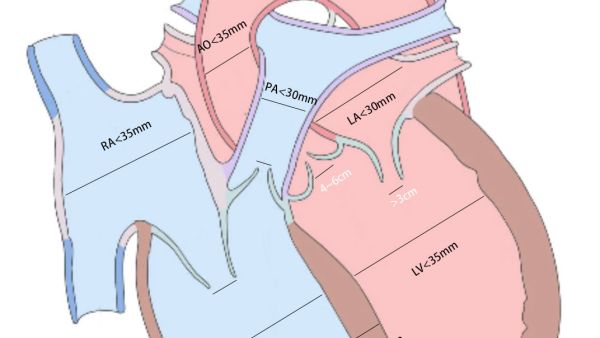 心脏超声正常值